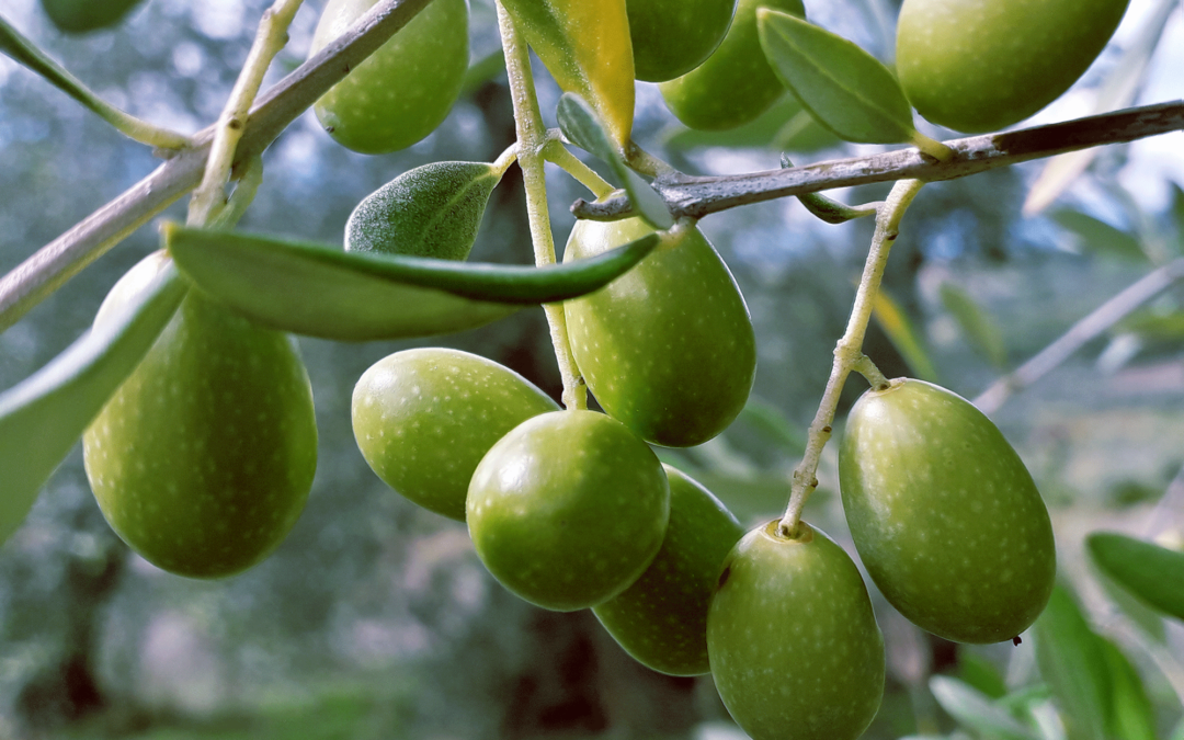 polifenoli-olive-verdi-sarra-1080x675